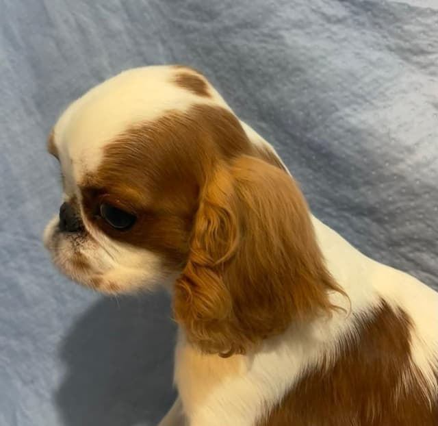 English Toy Spaniel  Blenhiem and Prince Charles  Puppies media 17