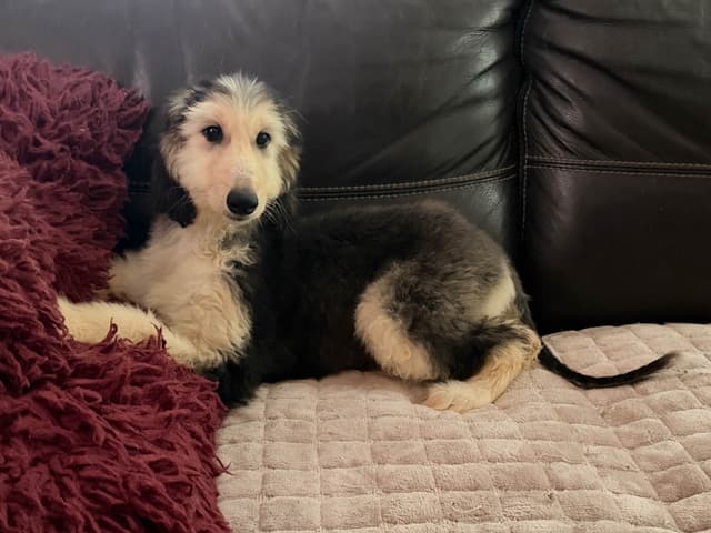 Afghan Hound Puppies media 3
