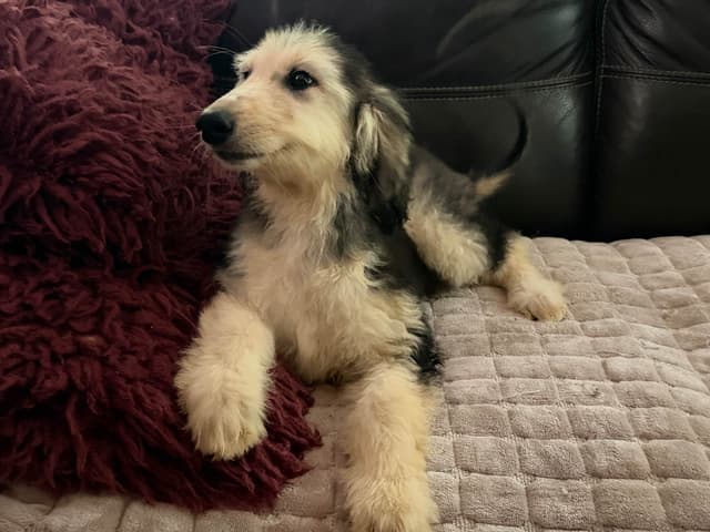 Afghan Hound Puppies media 5