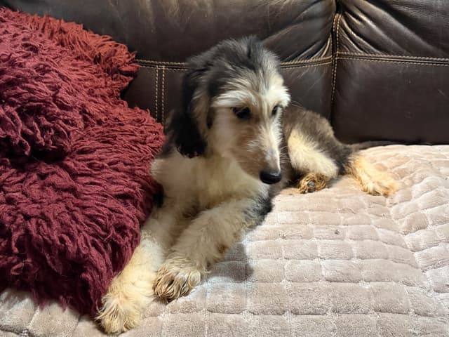 Afghan Hound Puppies media 6