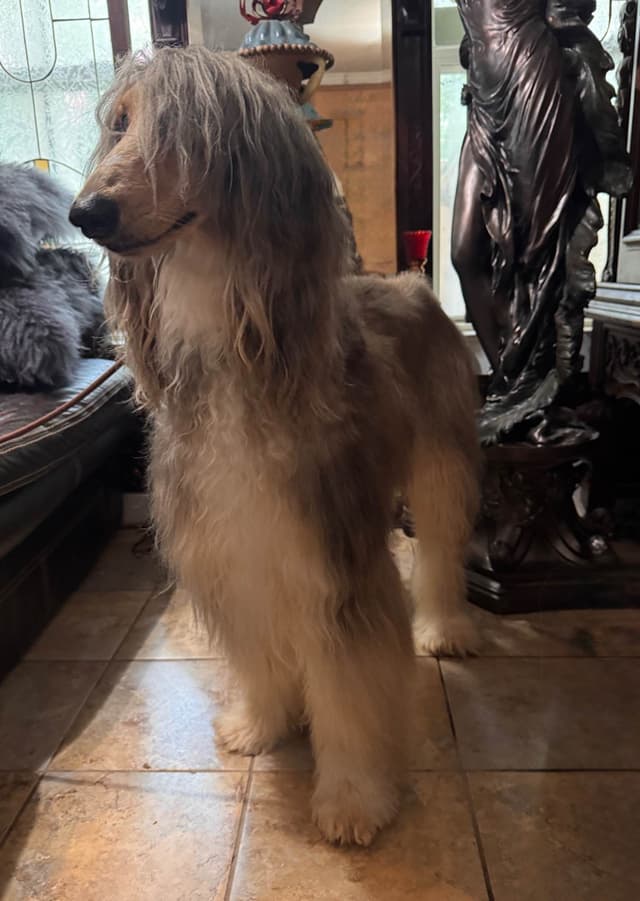 Afghan Hound Puppies media 9