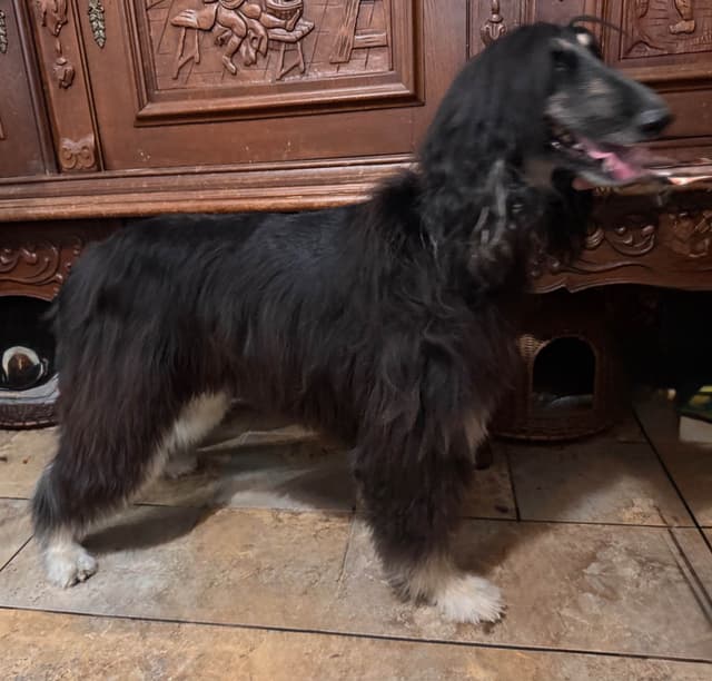 Afghan Hound Puppies media 10