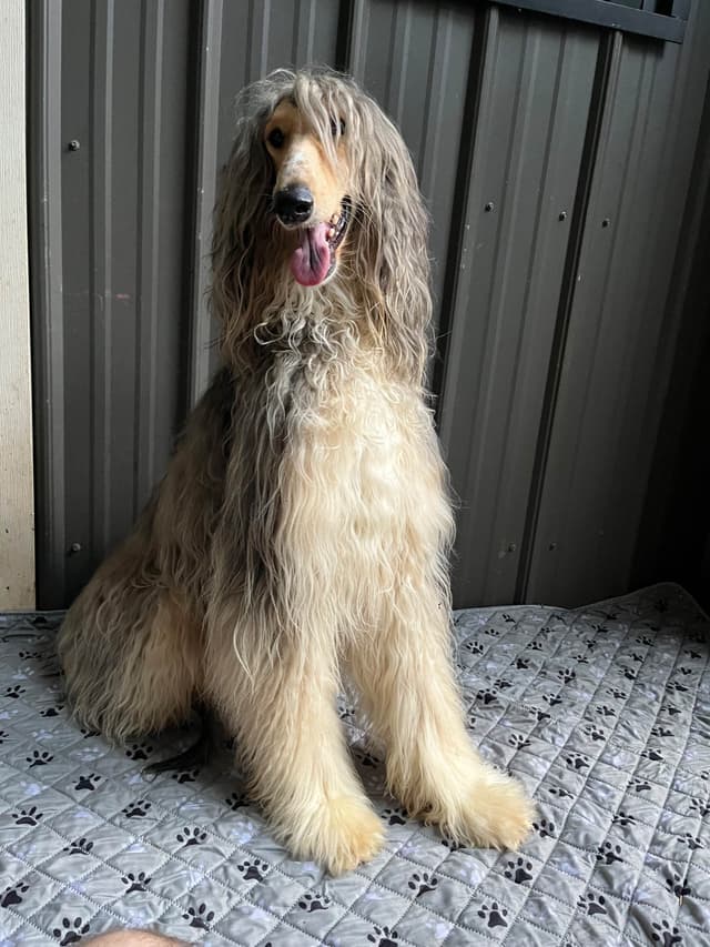 Afghan Hound Puppies media 11