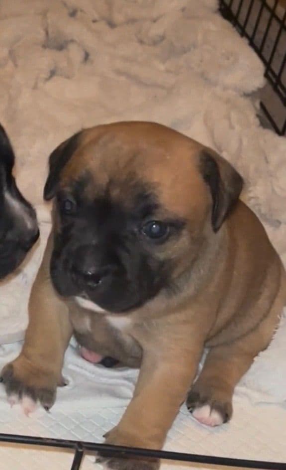 Staffordshire Bull Terrier Puppies breeder image 3