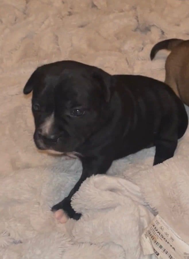 Staffordshire Bull Terrier Puppies breeder image 1