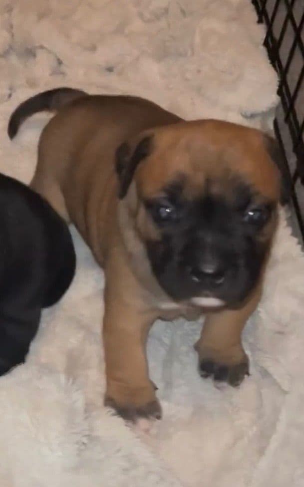 Staffordshire Bull Terrier Puppies breeder image 2