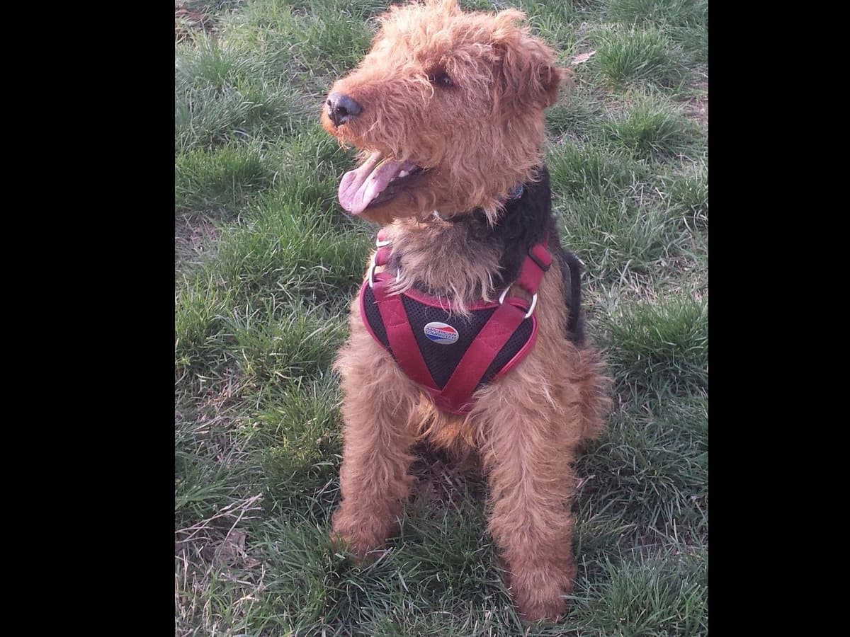 Welsh Terrier Puppies breeder image 1