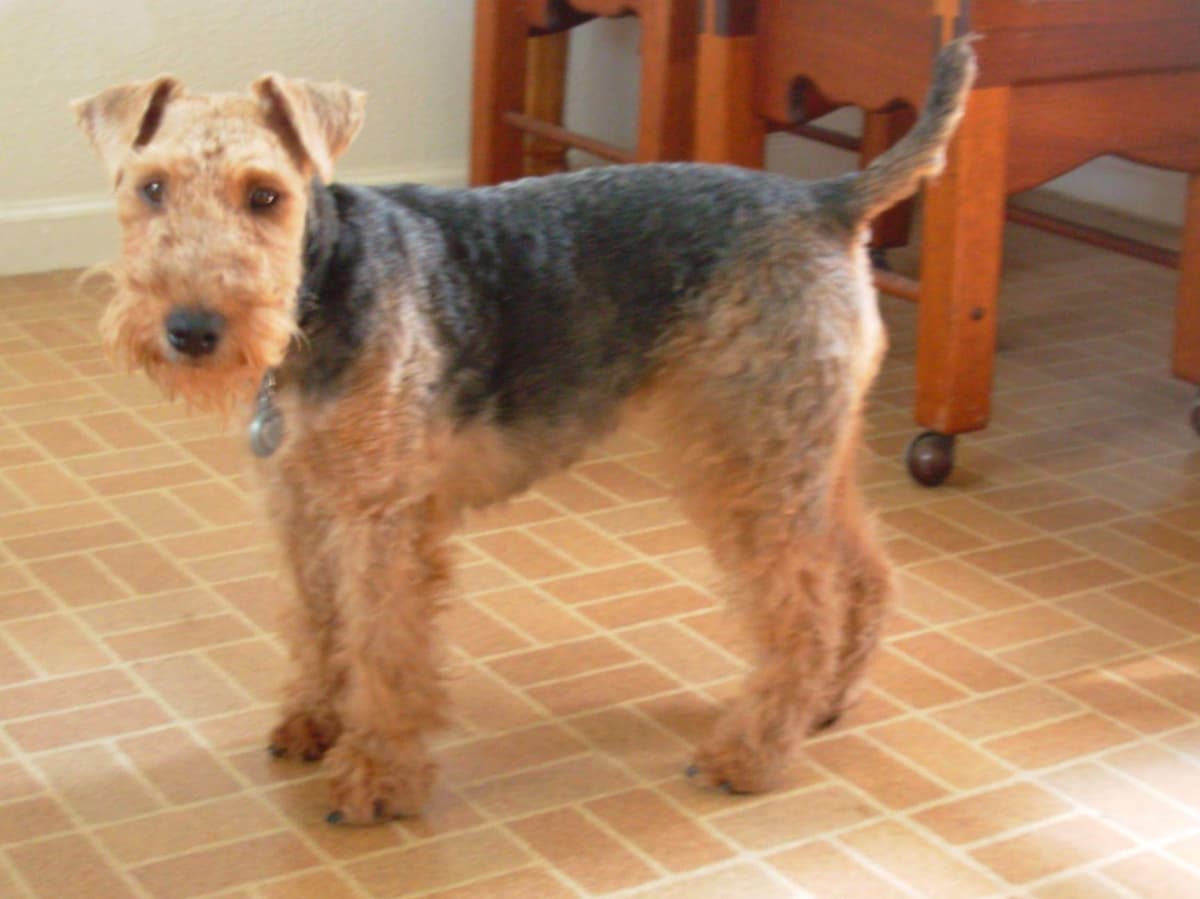 Welsh Terrier Puppies breeder image 2