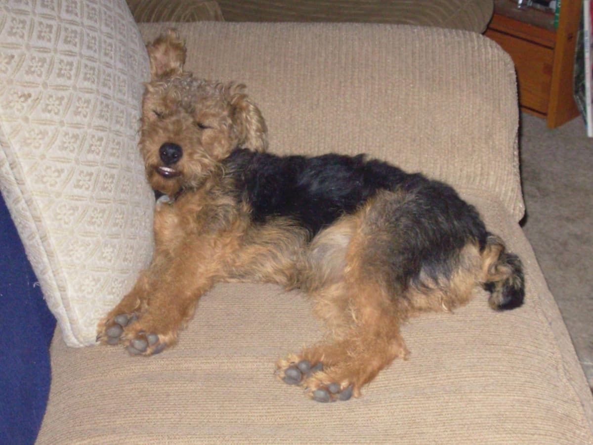 Welsh Terrier Puppies breeder image 3