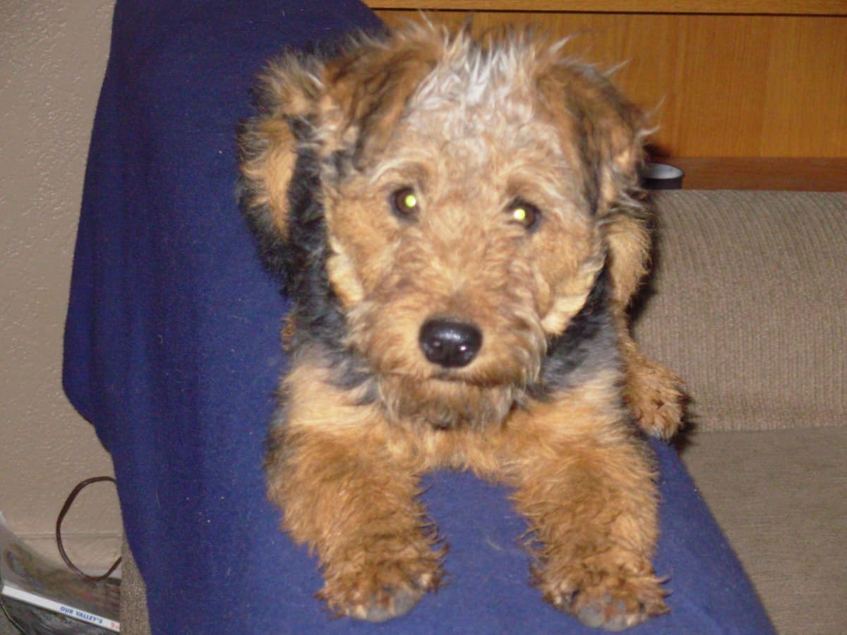 Welsh Terrier Puppies breeder image 4