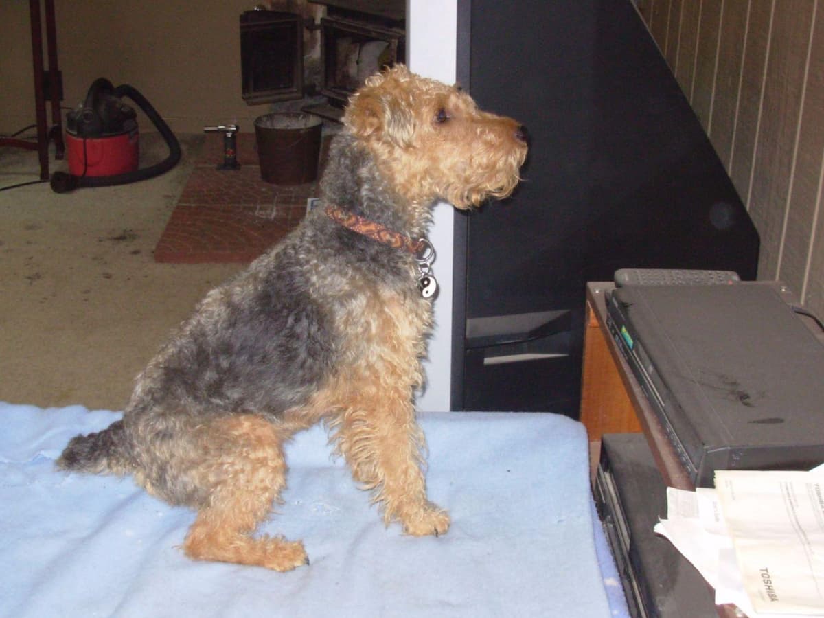 Welsh Terrier Puppies breeder image 5