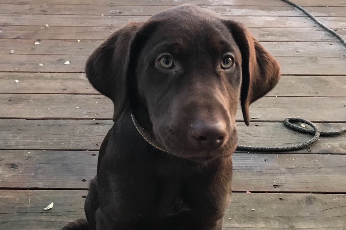 Labrador Retriever Puppies breeder image 3