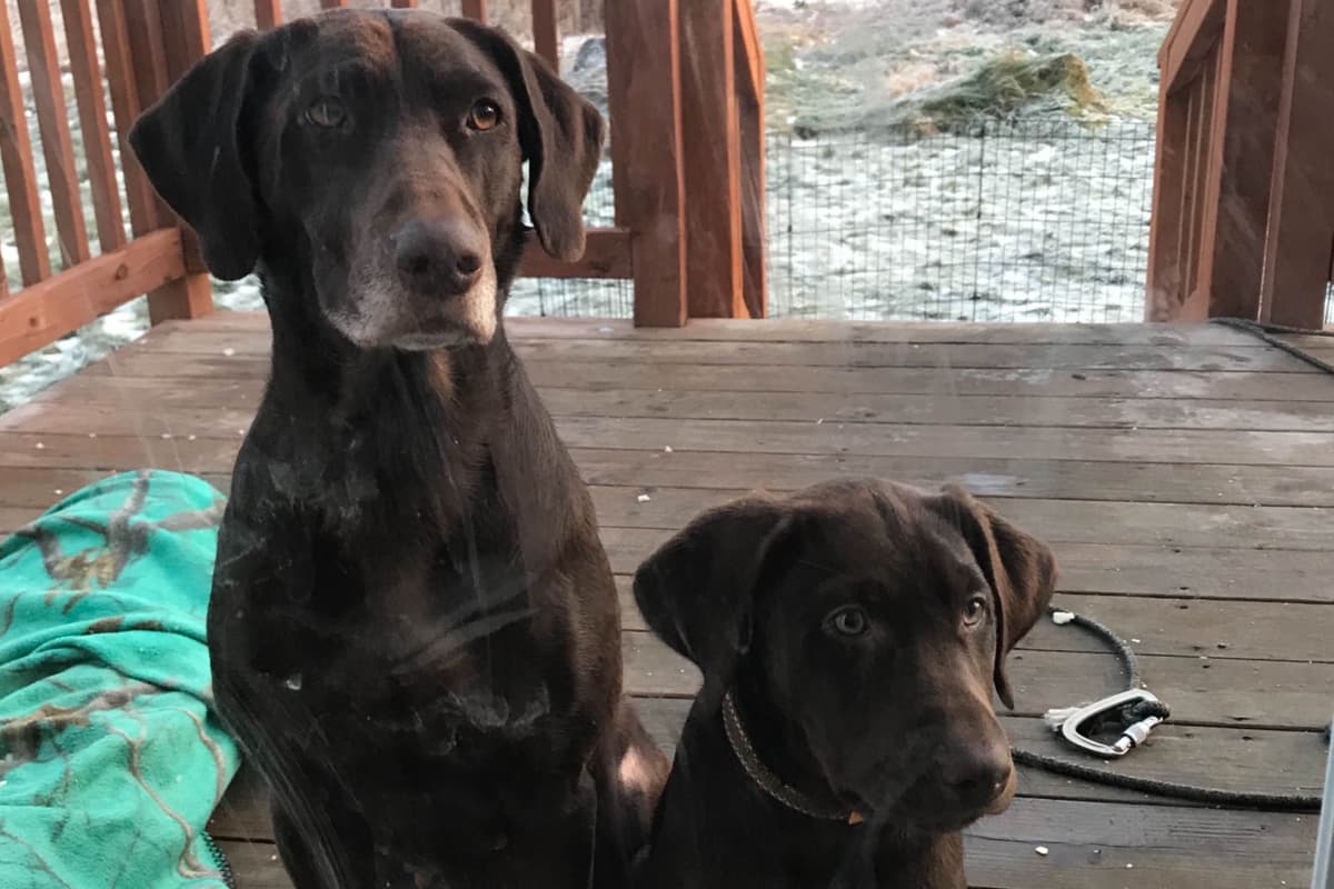 Labrador Retriever Puppies breeder image 4