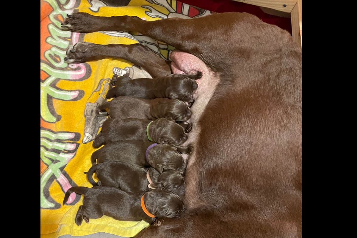 Labrador Retriever Puppies breeder image 5