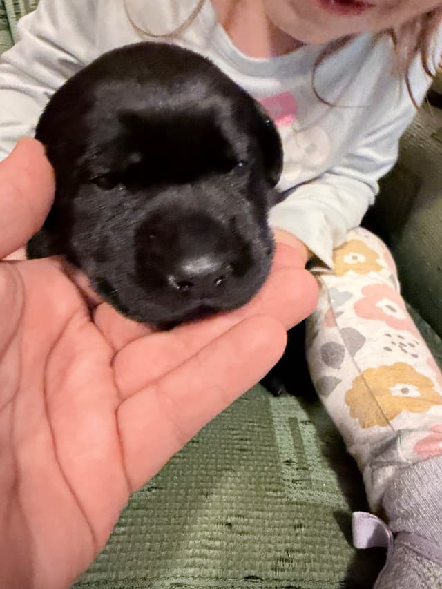 Labrador Retriever Puppies media 2