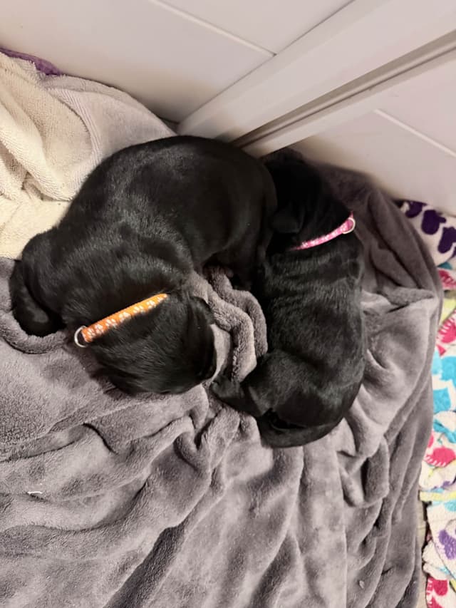 Labrador Retriever Puppies media 3