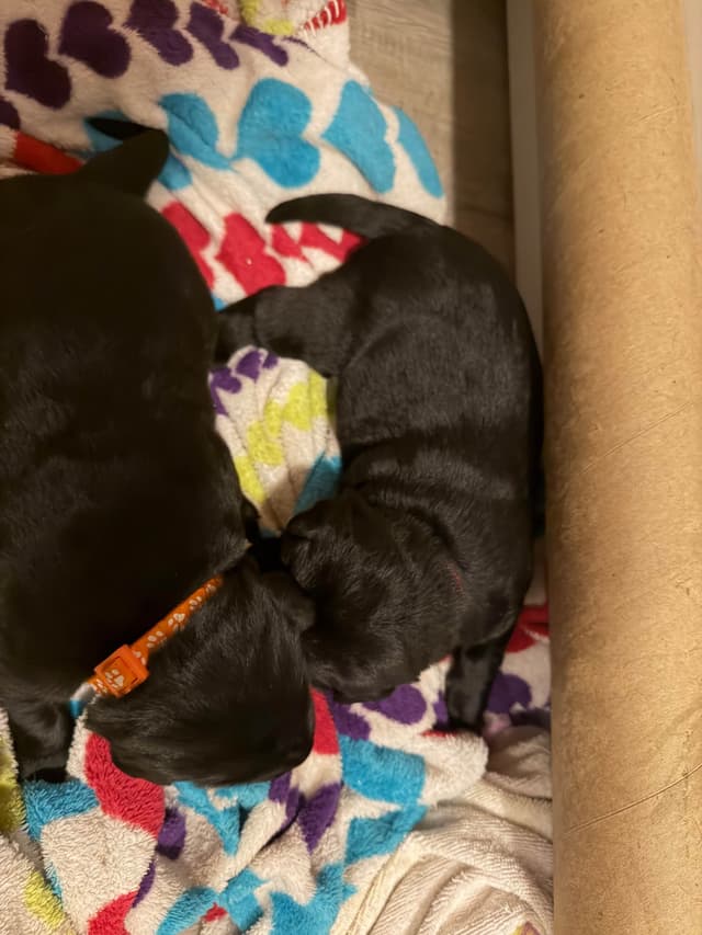 Labrador Retriever Puppies media 4
