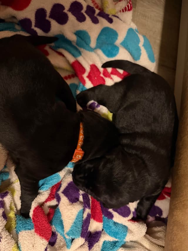Labrador Retriever Puppies media 5
