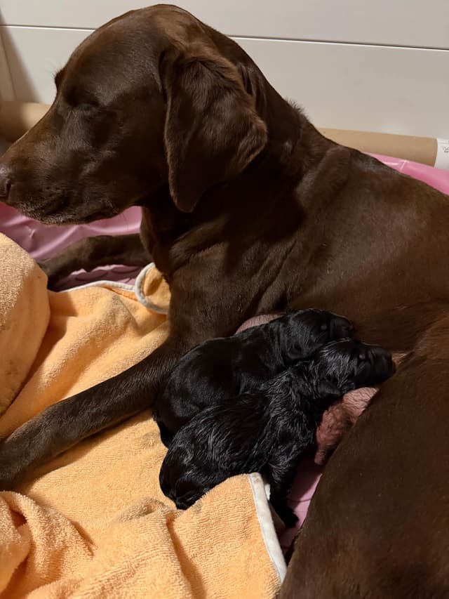 Labrador Retriever Puppies media 6