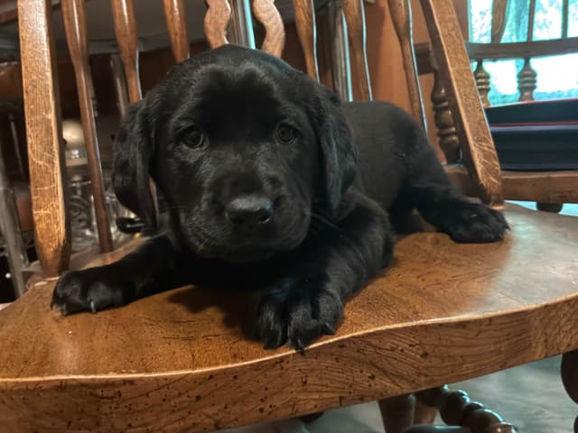 Labrador Retriever Puppies media 7