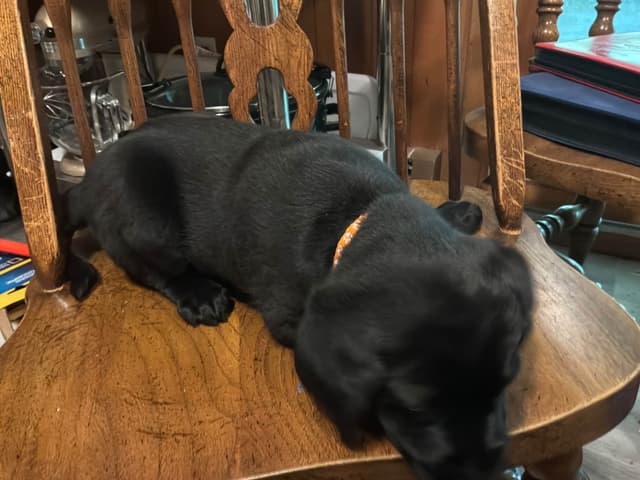 Labrador Retriever Puppies media 8