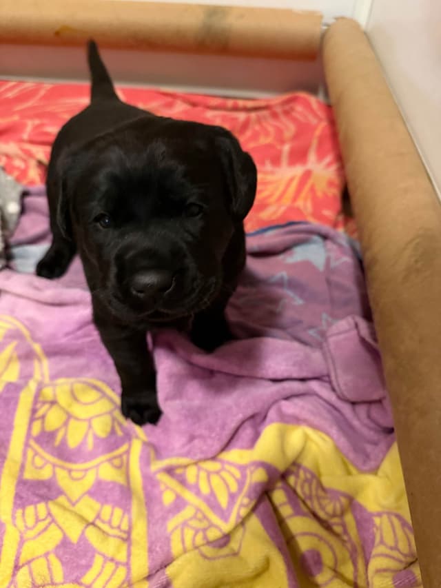 Labrador Retriever Puppies media 9