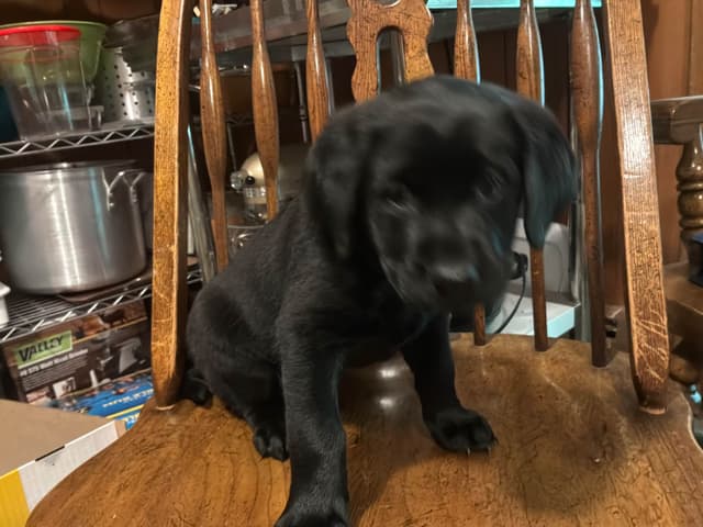 Labrador Retriever Puppies media 10