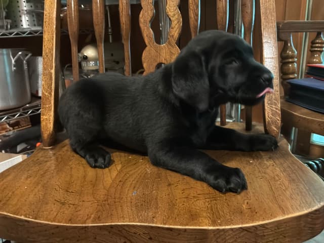 Labrador Retriever Puppies media 11