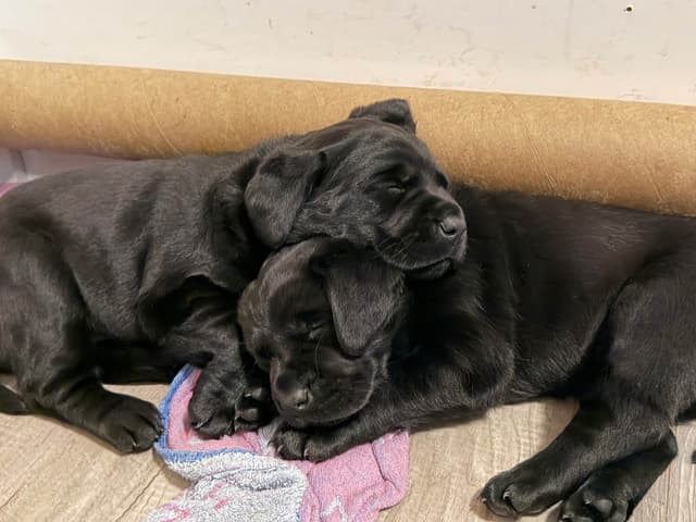 Labrador Retriever Puppies media 12