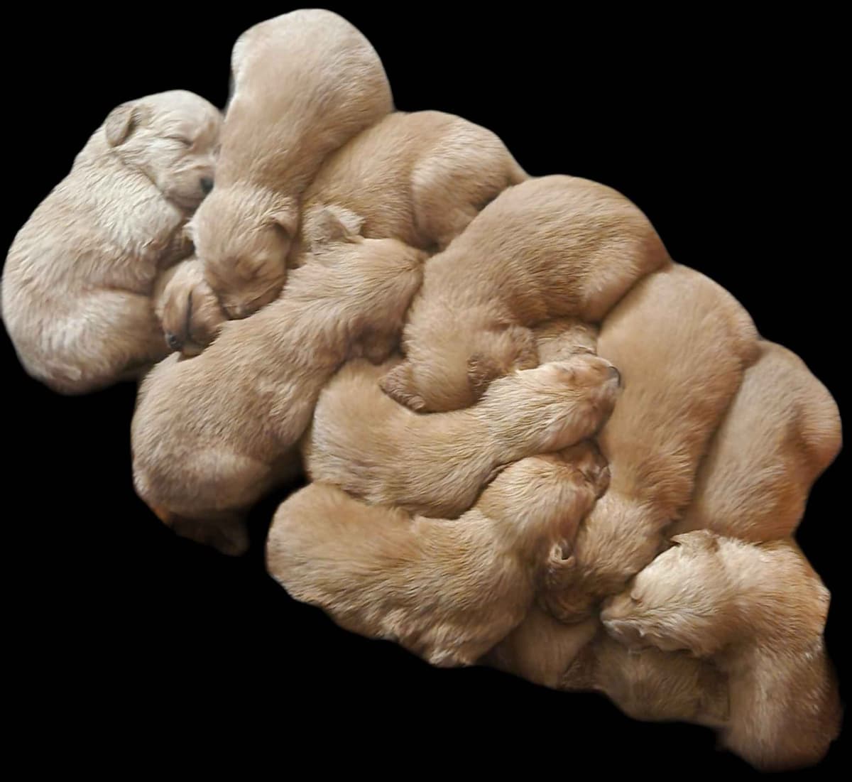 Golden Retriever Puppies breeder image 2
