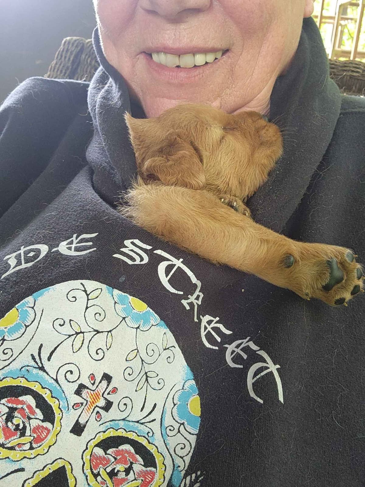 Golden Retriever Puppies breeder image 1