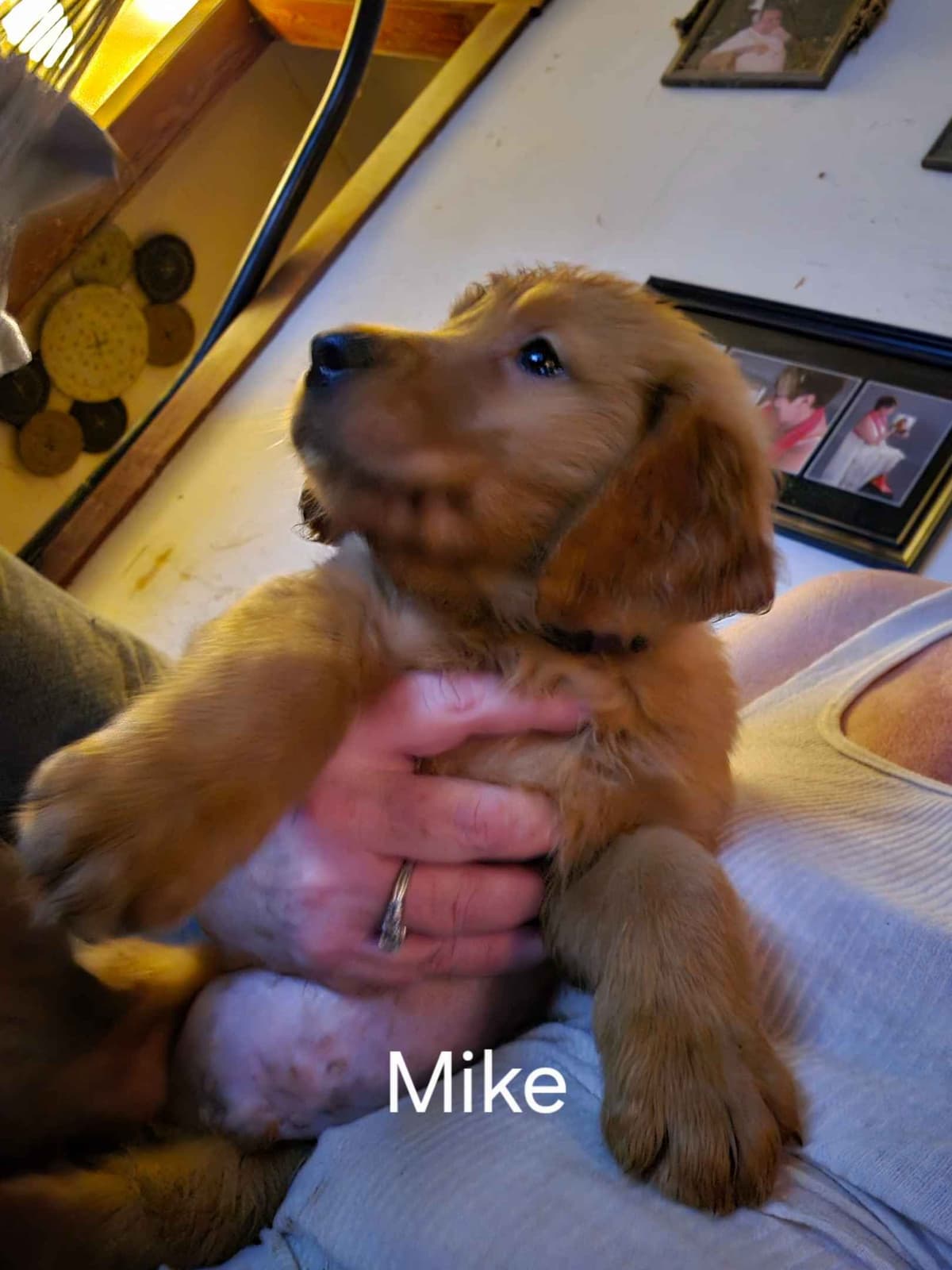 Golden Retriever Puppies breeder image 3