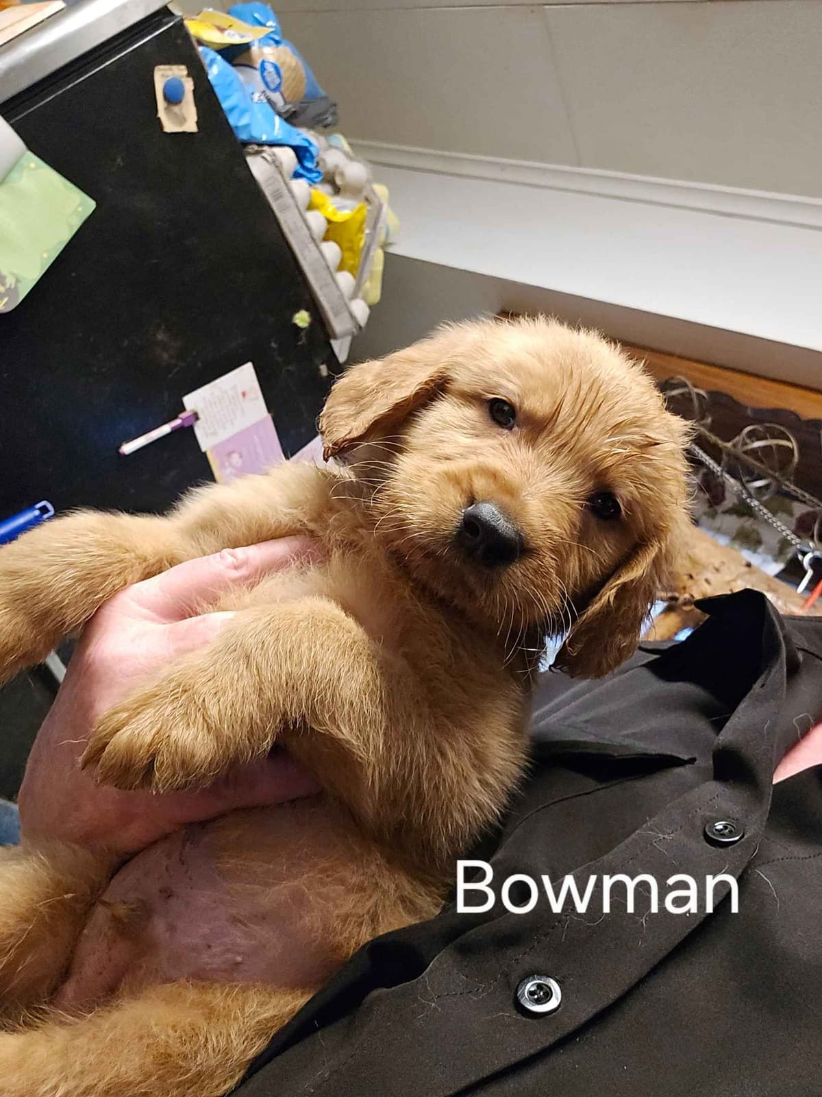 Golden Retriever Puppies breeder image 4