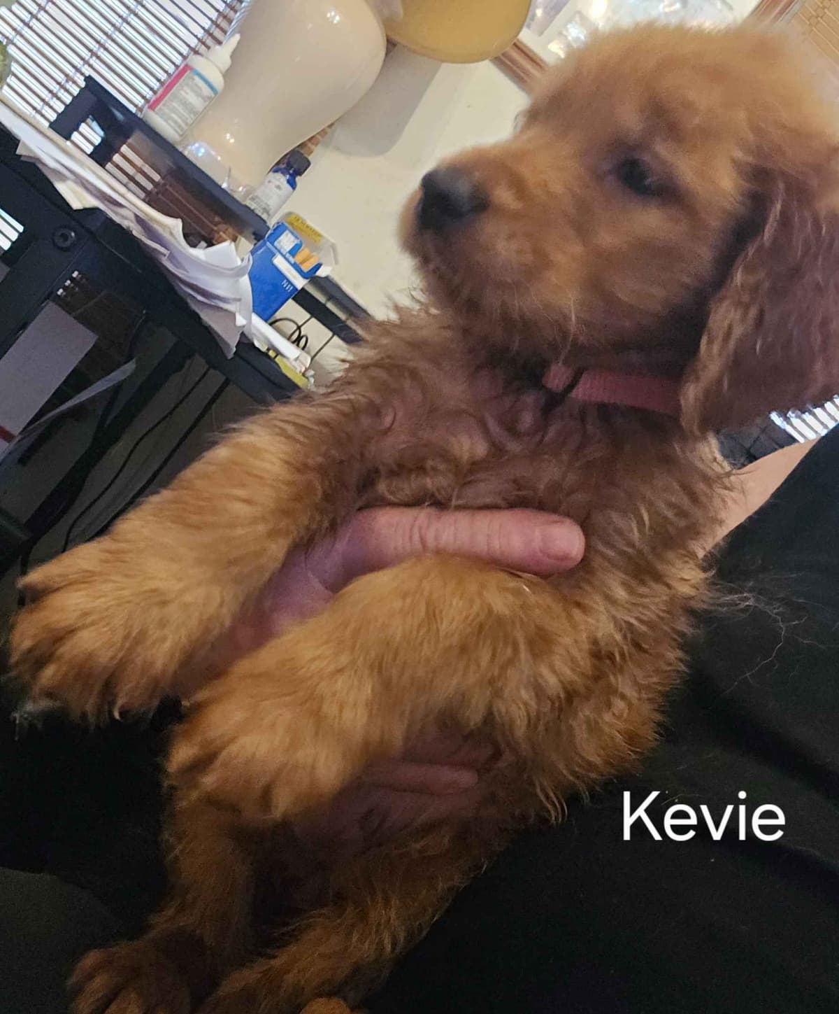 Golden Retriever Puppies breeder image 5