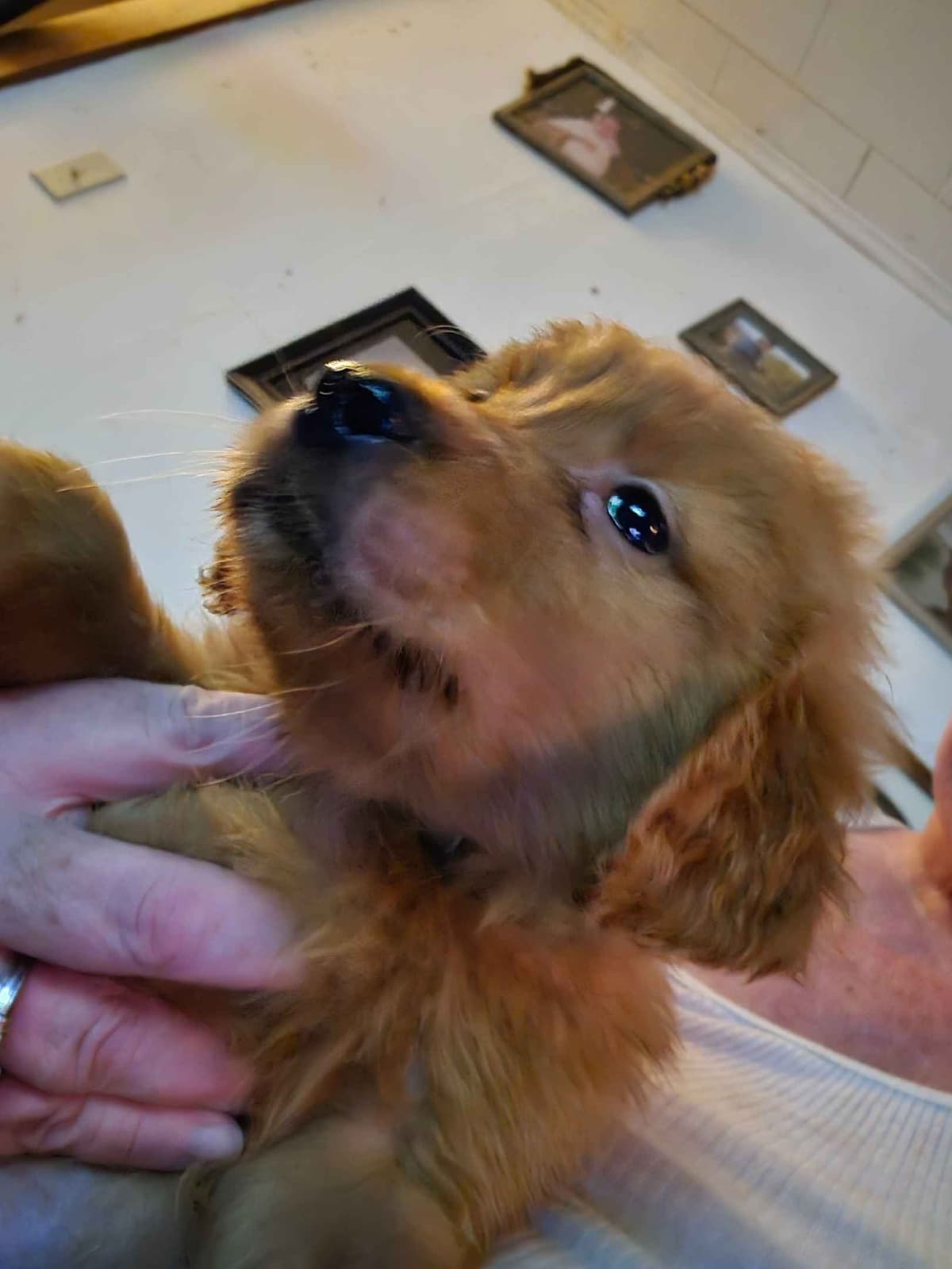 Golden Retriever Puppies breeder image 6