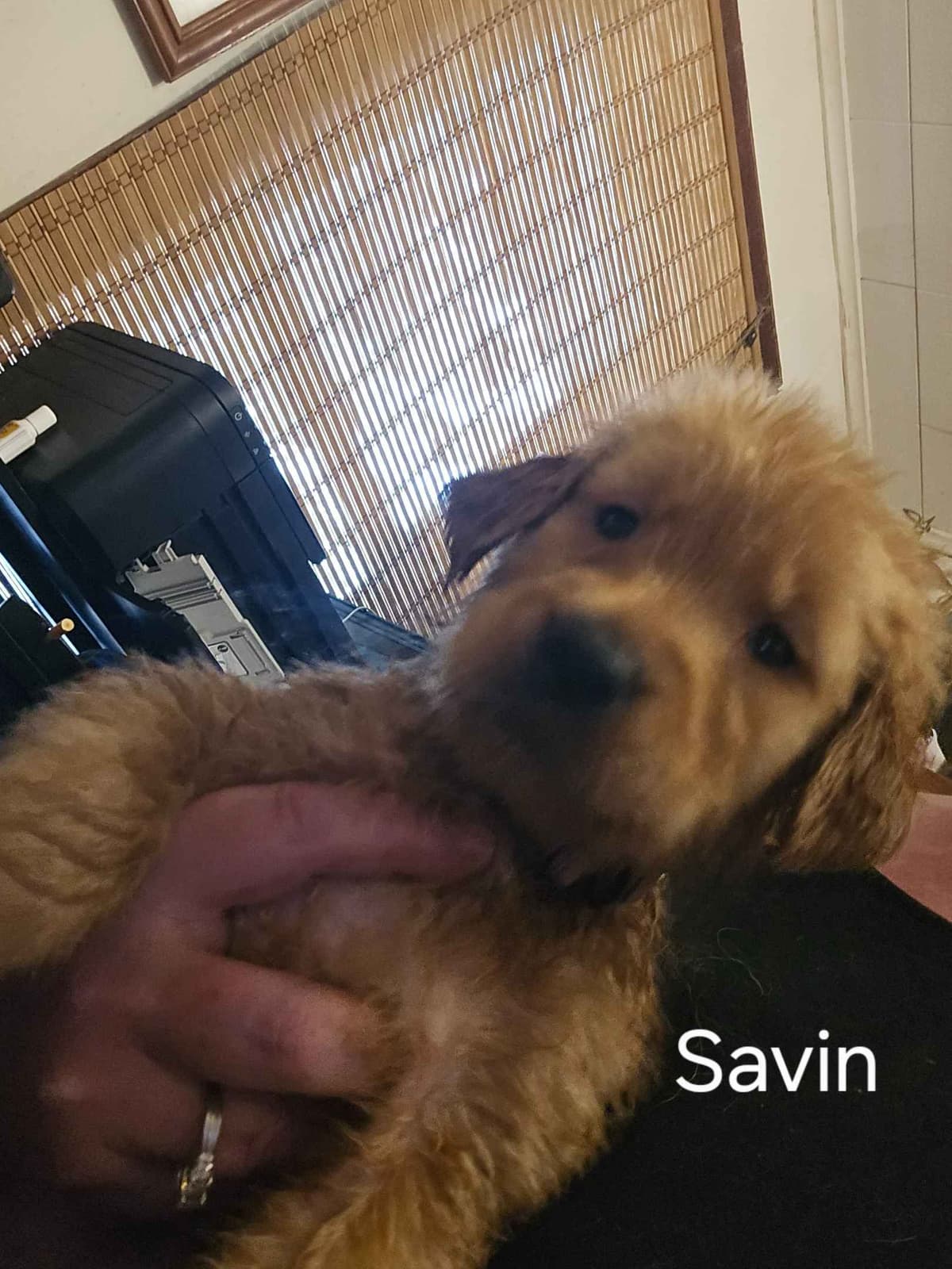 Golden Retriever Puppies breeder image 7