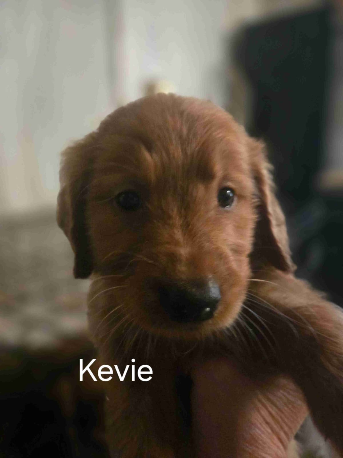 Golden Retriever Puppies breeder image 9