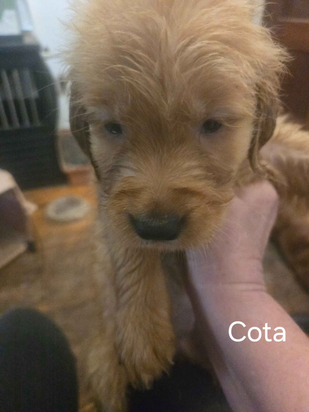 Golden Retriever Puppies breeder image 8