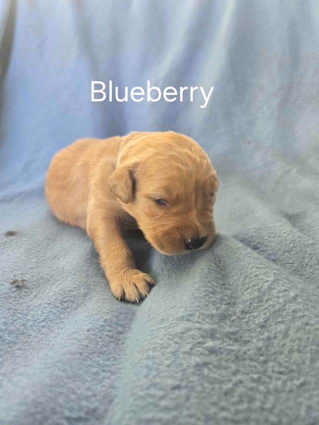 Golden Retriever Puppies media 2