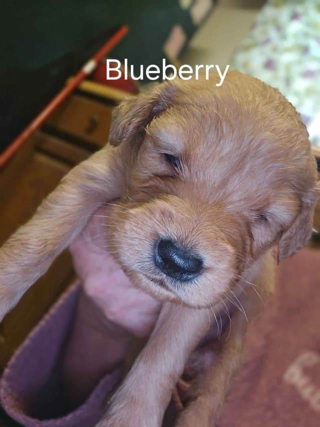 Golden Retriever Puppies media 3