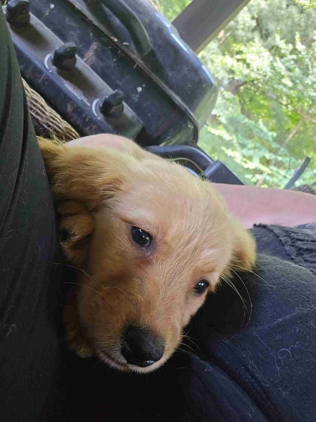 Golden Retriever Puppies media 5