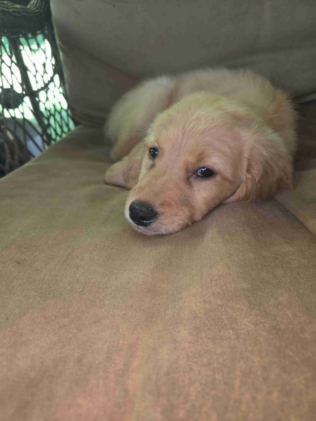 Golden Retriever Puppies media 7