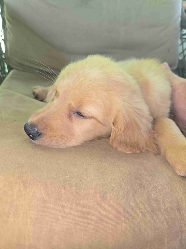 Golden Retriever Puppies media 8