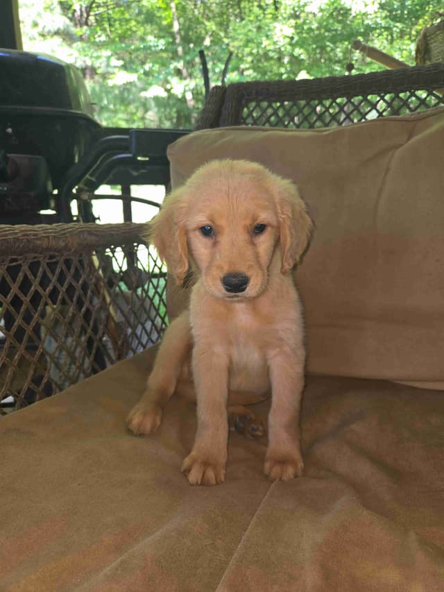 Golden Retriever Puppies media 9