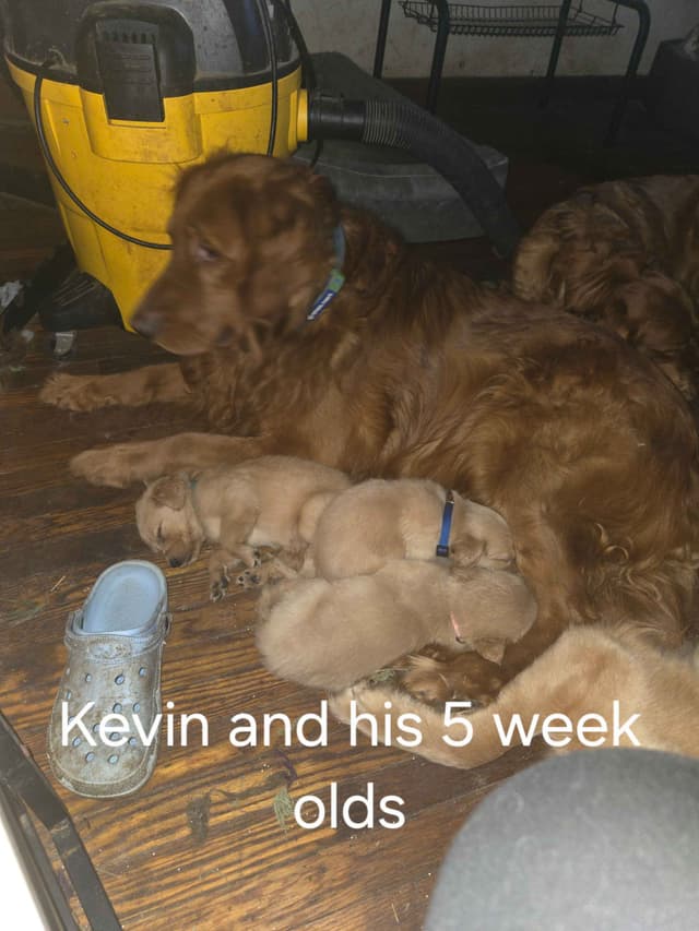 Golden Retriever Puppies media 10