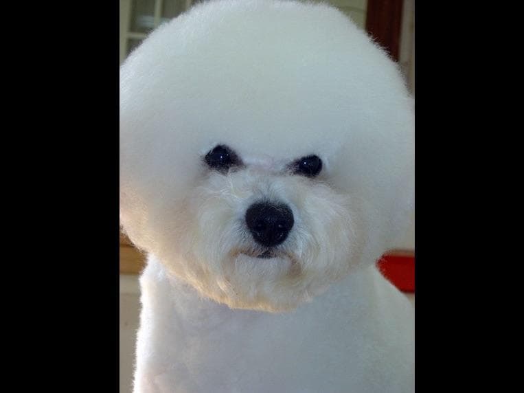 Bichon Frise Puppies breeder image 1