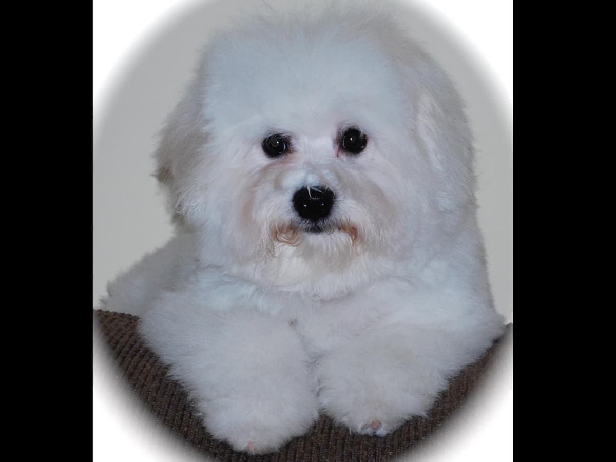 Bichon Frise Puppies breeder image 2