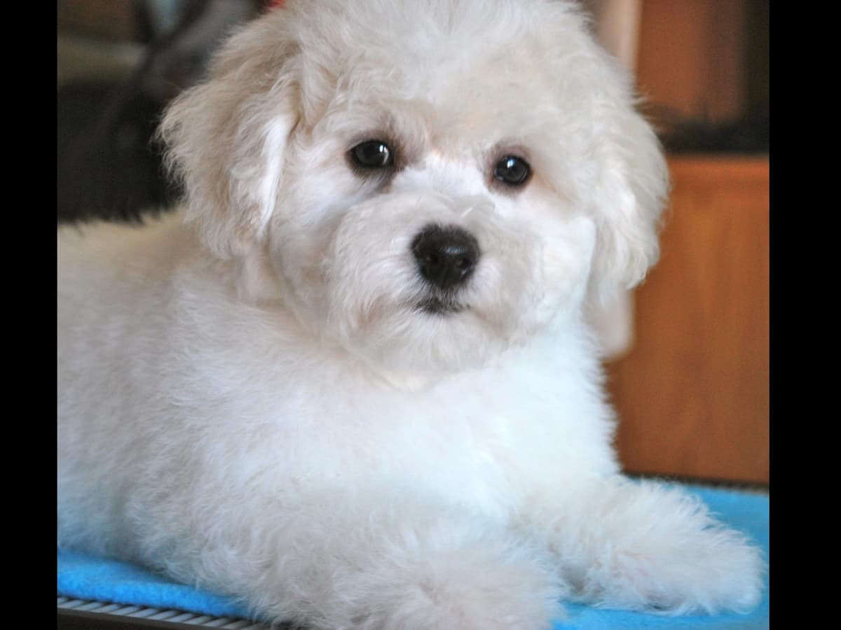 Bichon Frise Puppies breeder image 3