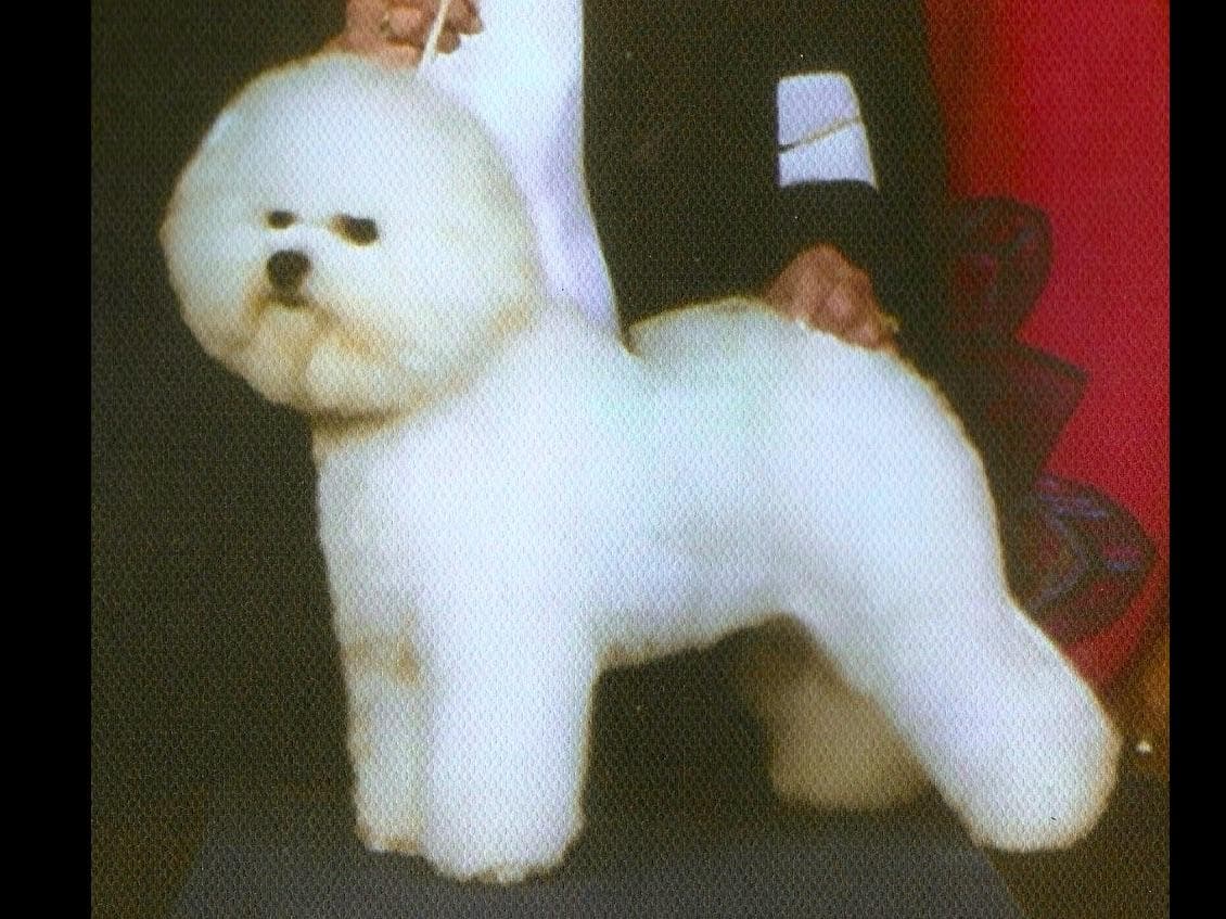Bichon Frise Puppies breeder image 4