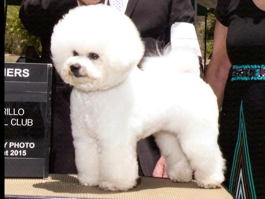 Bichon Frise Puppies breeder image 5